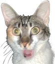 pogcat Discord emoji