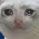 sadcat sadcat