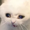 AAAAAAAAAAAH AAAAAAAAAAAH