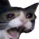 Crycat crycat Discord Emoji