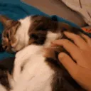 PettingACat