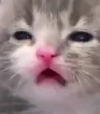 1111_CatSad