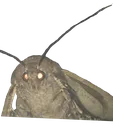 moth