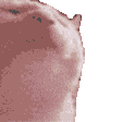 VibingCat_Hyped