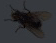 mouche Discord emoji