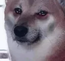 sad_doge