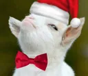 bobholiday bobholiday