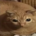 fatfuck