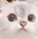 CatStare Discord Emoji