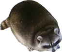 CHONK CHONK