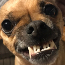 thanku Discord emoji