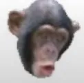 PogChimp PogChimp