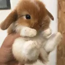 bunny