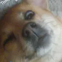 DaisyWink