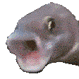 pogfish Discord emoji