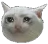 Catcri catcri Discord Emoji
