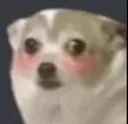 flusheddoggo