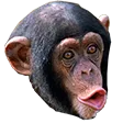 Pogchimp Pogchimp Discord Emoji