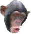 PogChimp