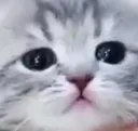 Sad_catto