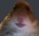 hamster