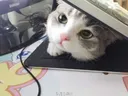 catSk6lqENtG Discord Emoji