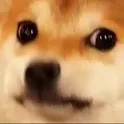 dogewut