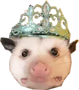 QueenOpossum