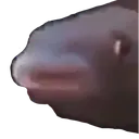 baldfish