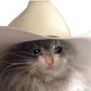 SadCat Discord Emoji