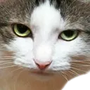 catbruh