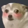doggieblush doggieblush