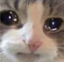 sadCat sadCat