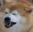 dogehehe