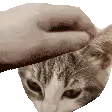 PETTHEPECKY