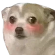 blushdog