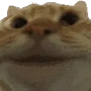 catyes catyes