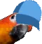parrotcap
