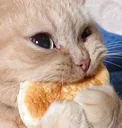 HDcateatingbread