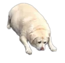 sadchonker