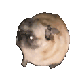 TZG_PugDancel