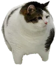 chonk
