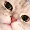 catWeird
