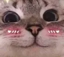 catBlush