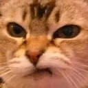 catAngy