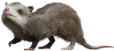 WEASEL