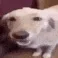 butterDog
