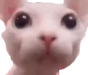 Bingus Bingus