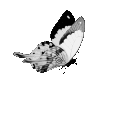 blackbutterfly