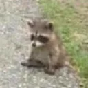 raccoon